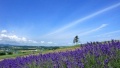 日女生的逼视频日本一地6日游  境外旅游 6880元/人